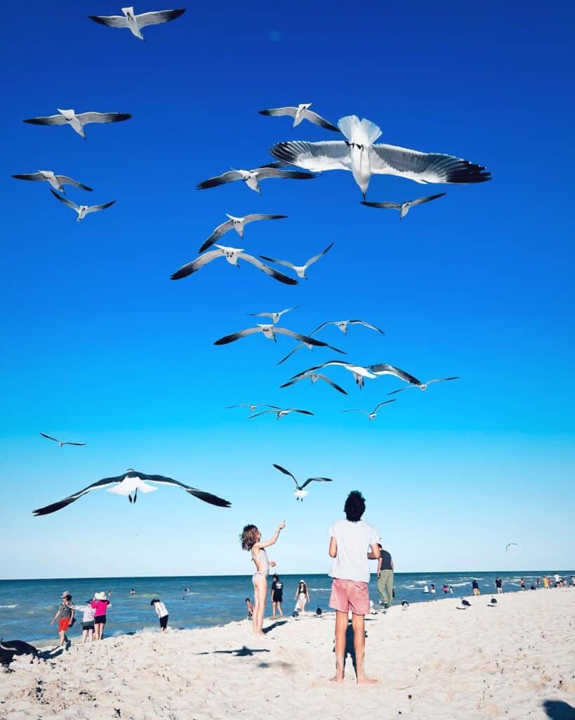 Seagulls on Progreso, Mexico beach