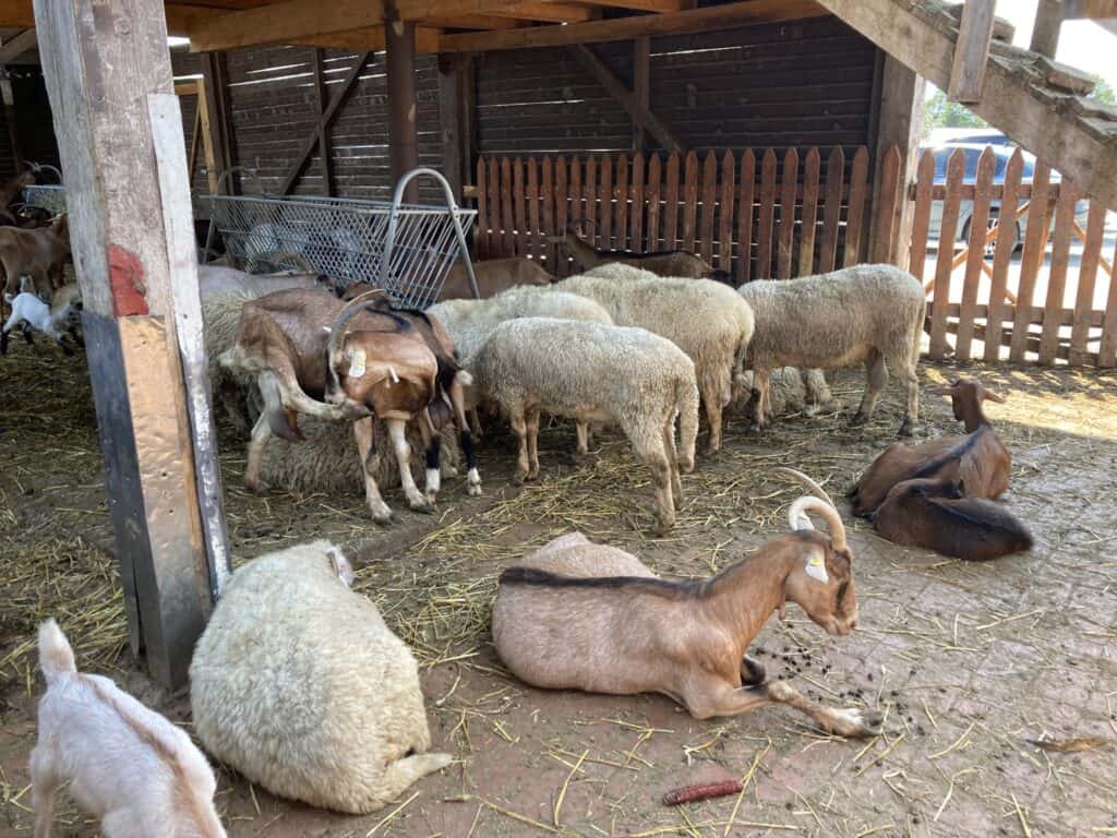 Goats and sheep at a farm in rural Albania