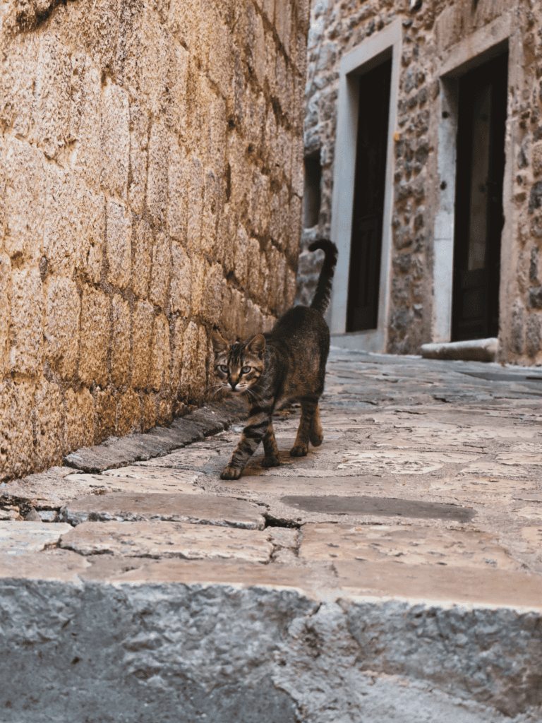 A brown cat walking down the street in Kotor, Montenegro