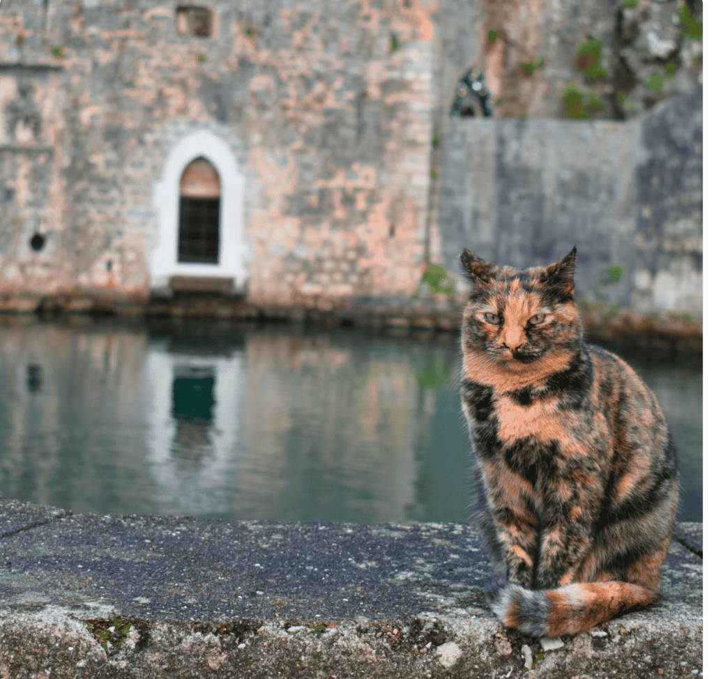 Cat sitting on a wall in front of water