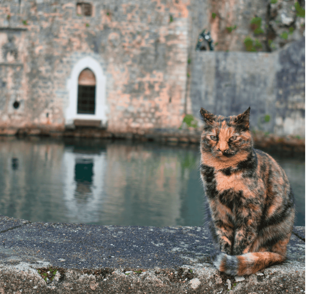 Kotor, Montenegro: The Walled Cat City