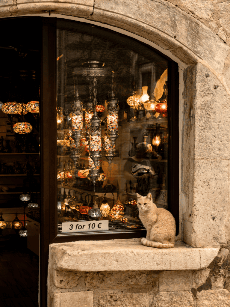 A cat sitting on a windowsill in front of a lamp store in Kotor, Montenegro