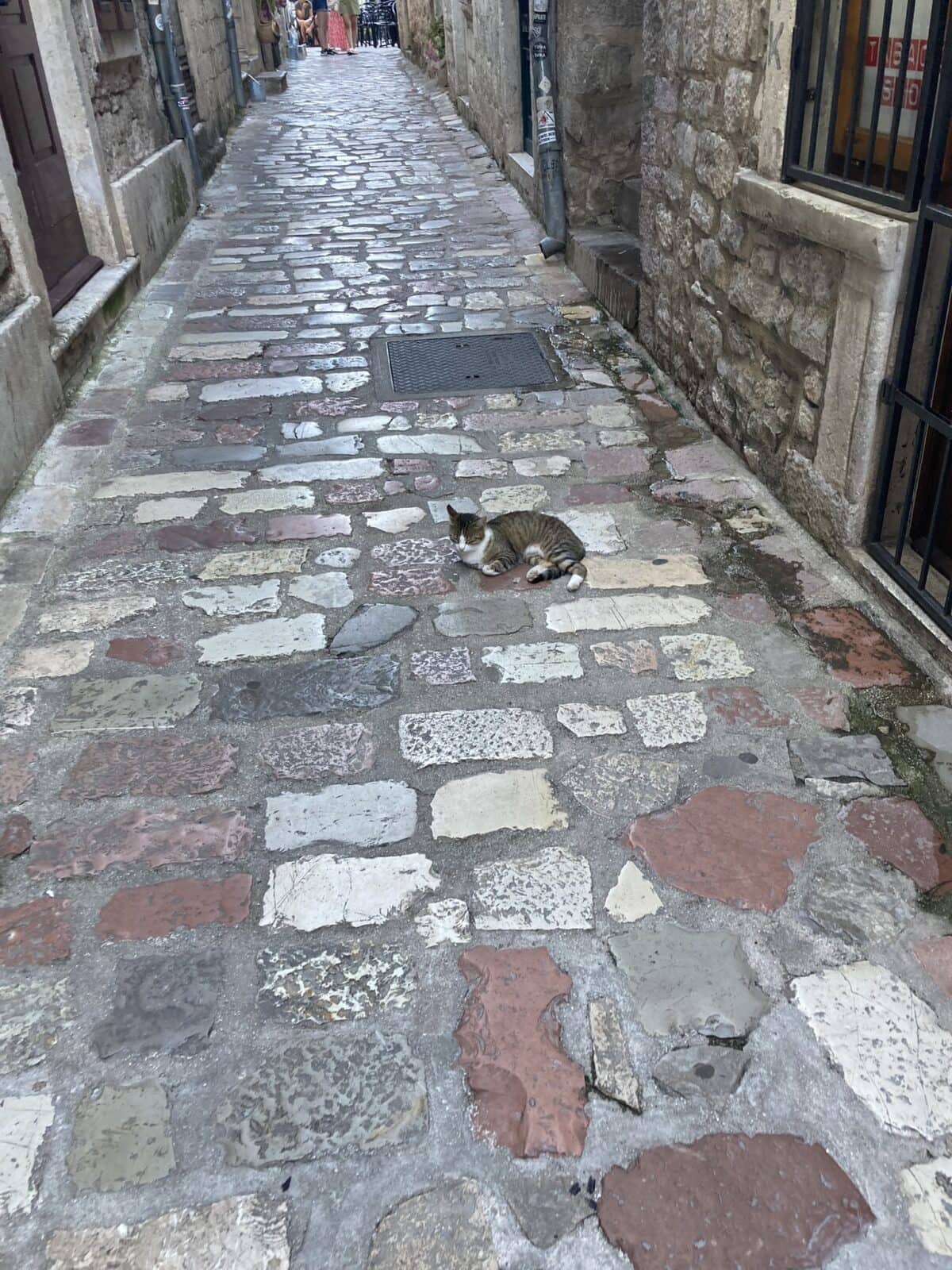 A black and brown cat sitting on the stone street in Kotor, Montenegro