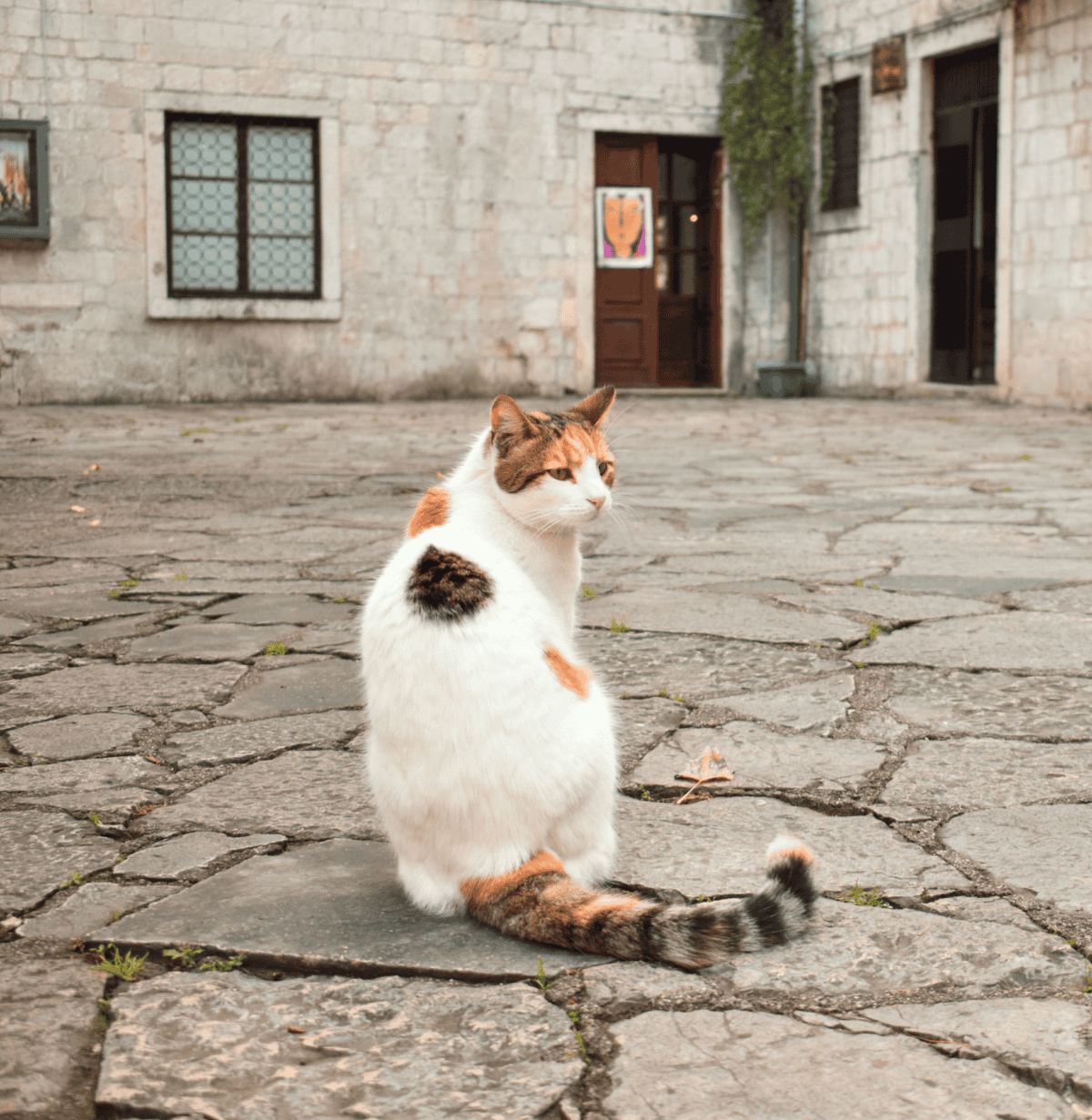 A white cat with brown spots in Kotor, Montenegro